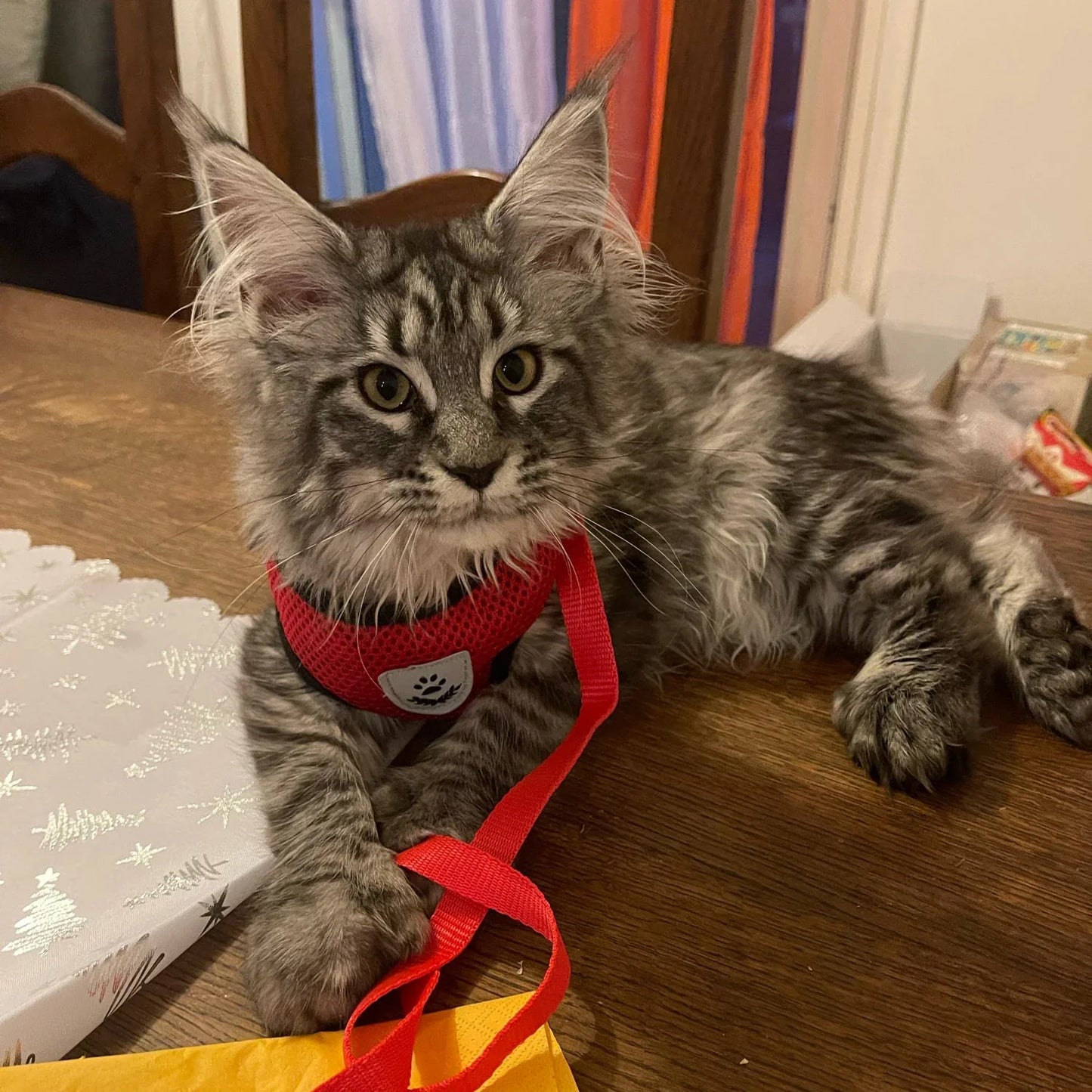 Adjustable Cat Dog Harness Set
