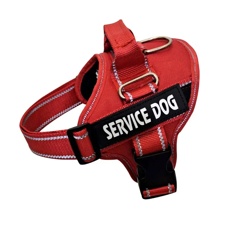 Personalized Reflective No-Pull Harness Ask ChatGPT
