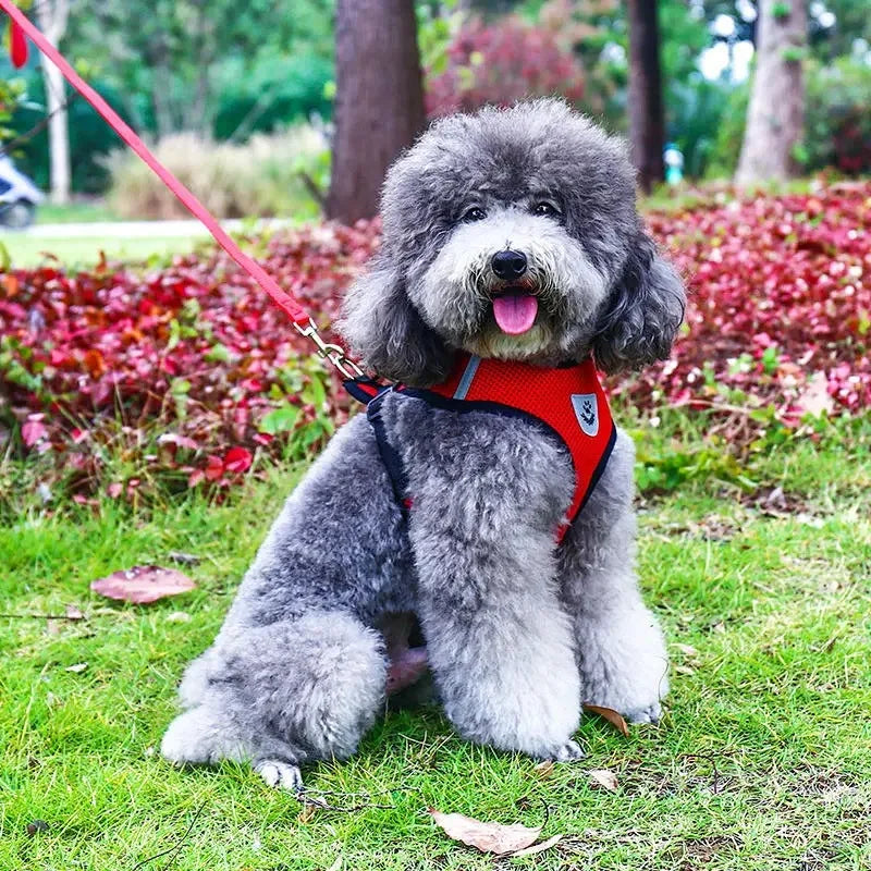 Breathable Mesh Pet Harness Set