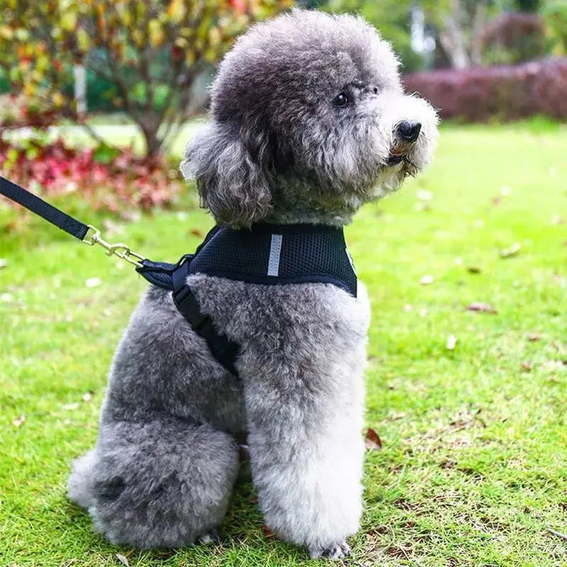 Breathable Mesh Pet Harness Set